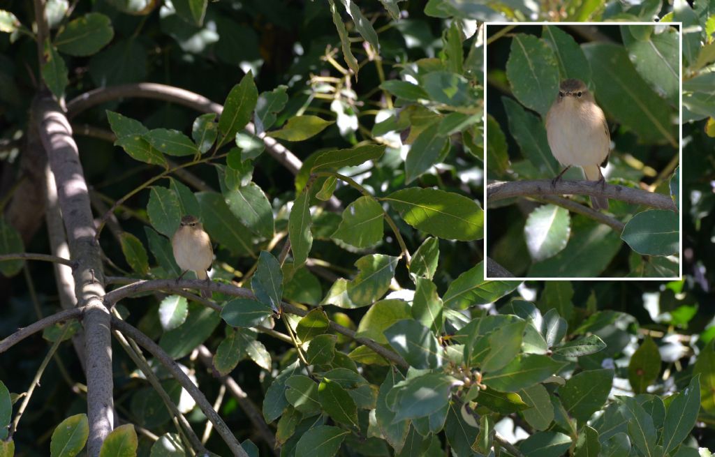 Lui'' piccolo (Phylloscopus collybita)